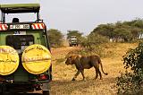 TANZANIA - Serengeti National Park - Leone maschio - 12